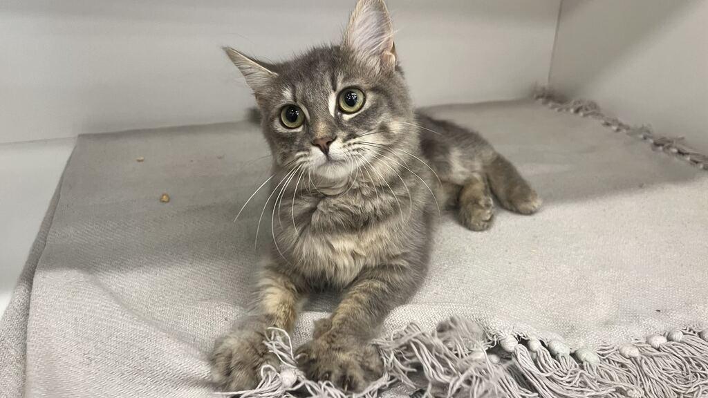 Enlarge Casita, an adopted Domestic Medium Hair in Chestertown, MD image 1/4