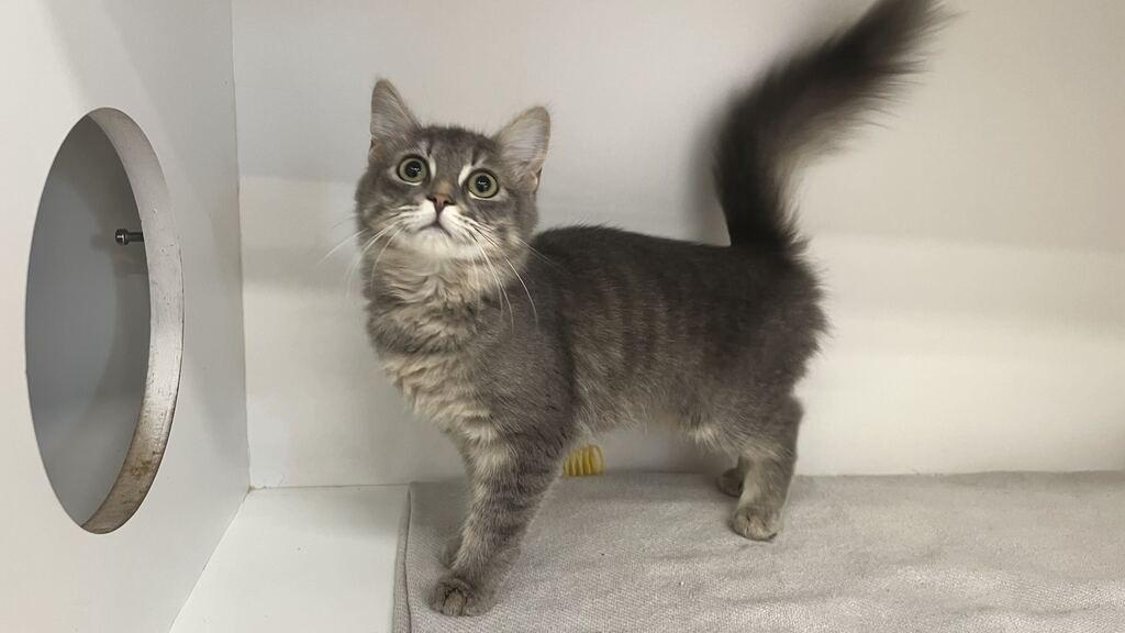 Enlarge Casita, an adopted Domestic Medium Hair in Chestertown, MD image 2/4