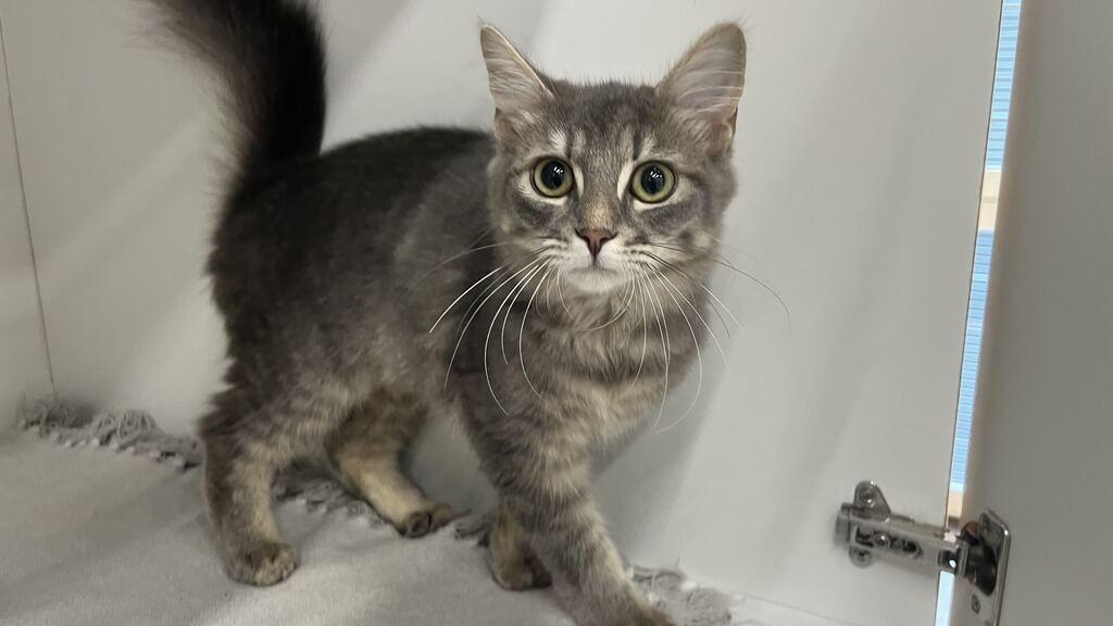 Enlarge Casita, an adopted Domestic Medium Hair in Chestertown, MD image 3/4