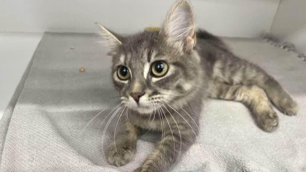 Enlarge Casita, an adopted Domestic Medium Hair in Chestertown, MD image 4/4