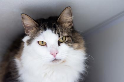 Bing — thumbnail 4