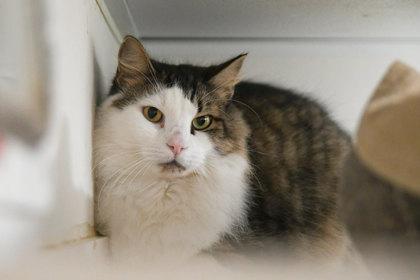 Bing — thumbnail 5