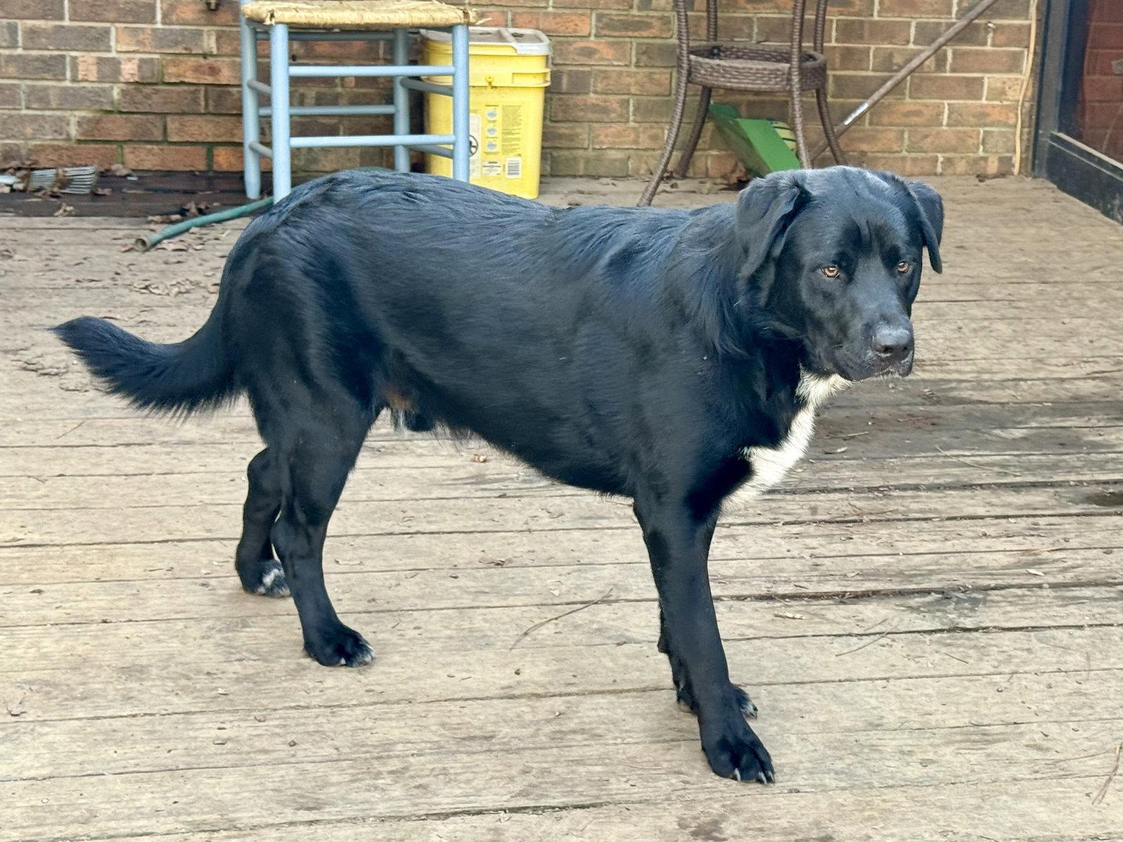 Dublin, Adoptable, Young Male Labrador Retriever & Mastiff.
