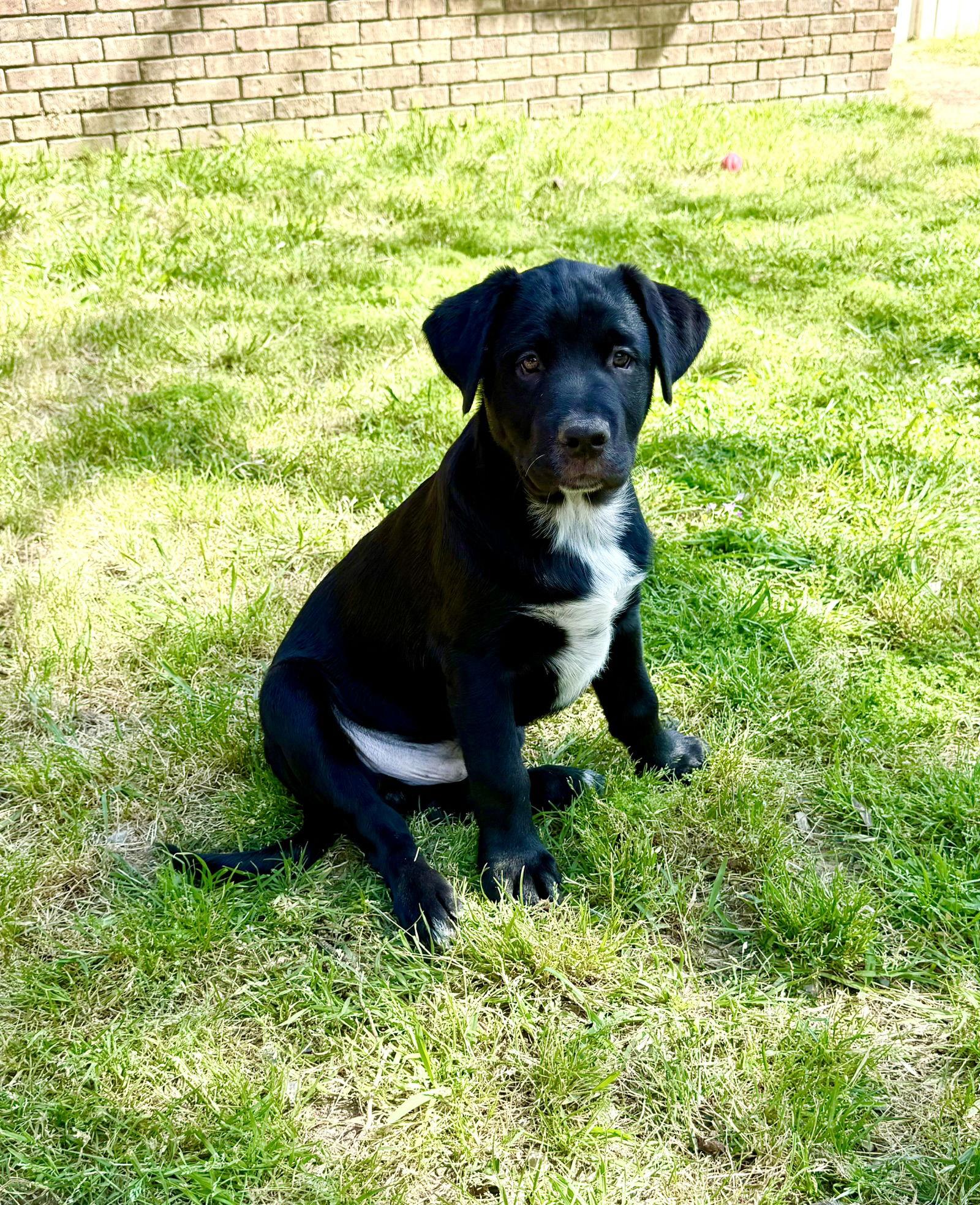Dublin, Adoptable, Young Male Labrador Retriever & Mastiff.