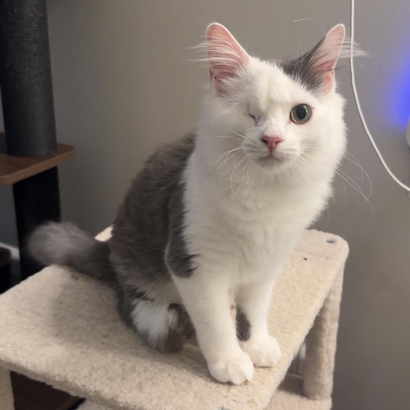 Enlarge Davy Jones, a Adopted Domestic Long Hair in Charlotte, NC image 1/6