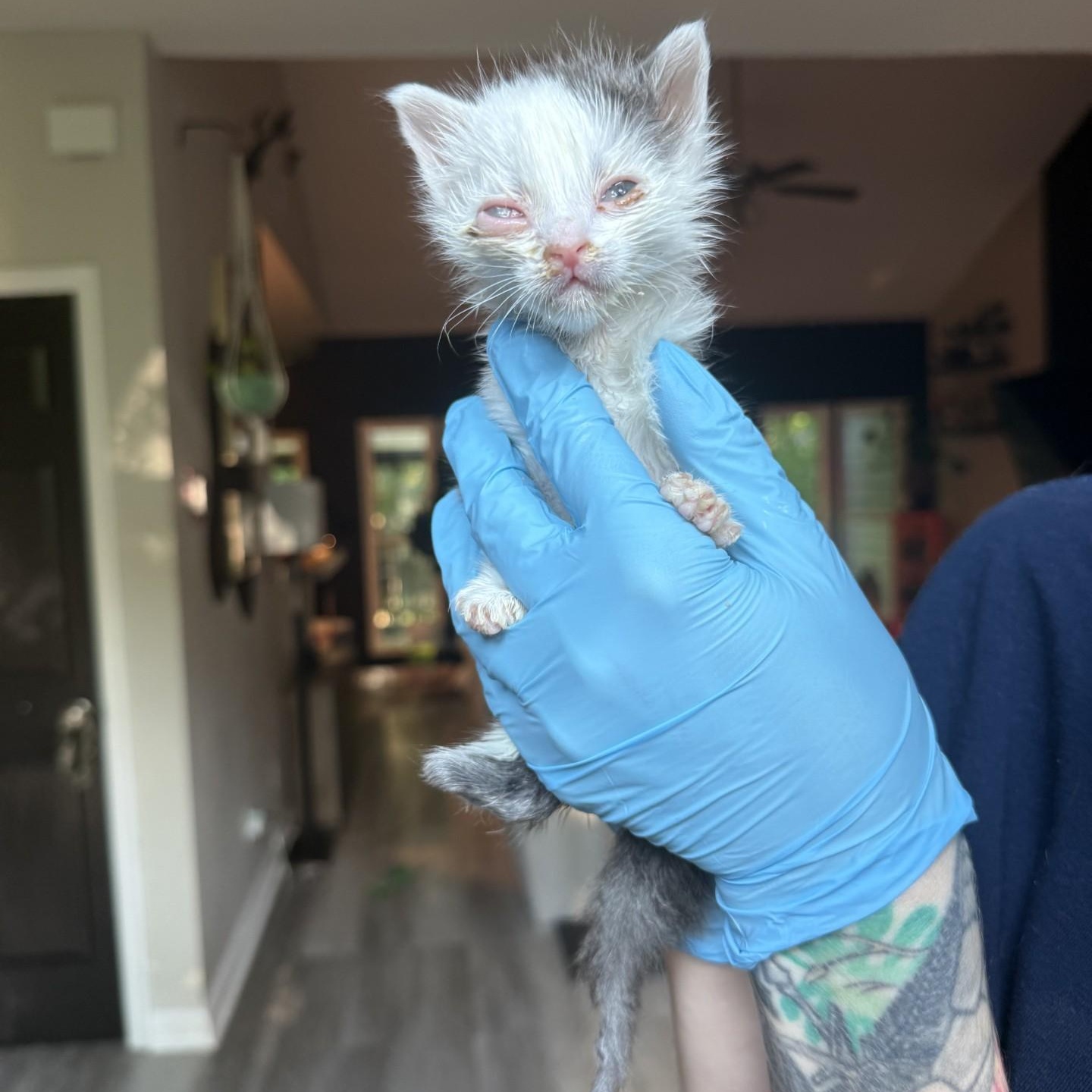Enlarge Davy Jones, a Adopted Domestic Long Hair in Charlotte, NC image 6/6