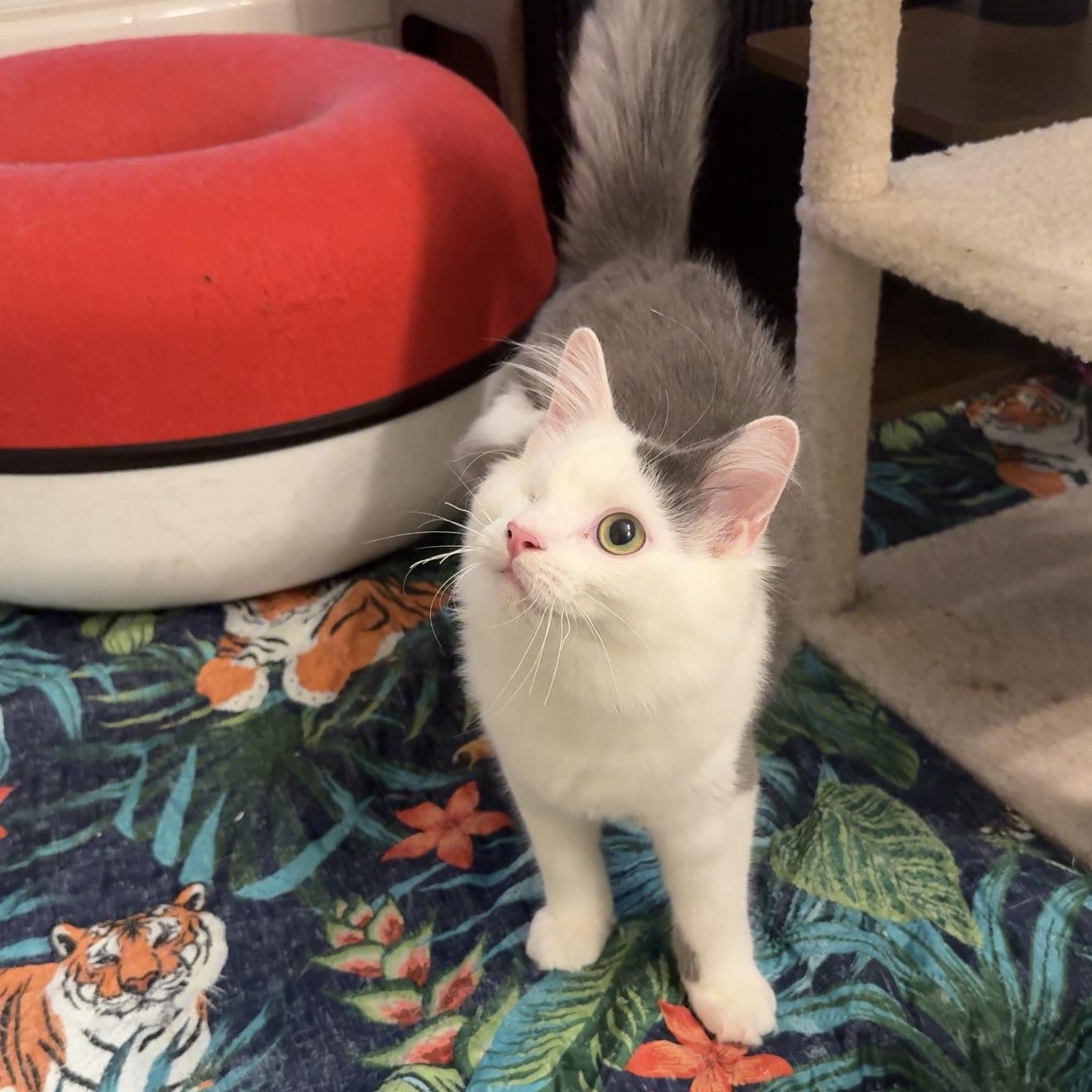Enlarge Davy Jones, a Adopted Domestic Long Hair in Charlotte, NC image 2/6