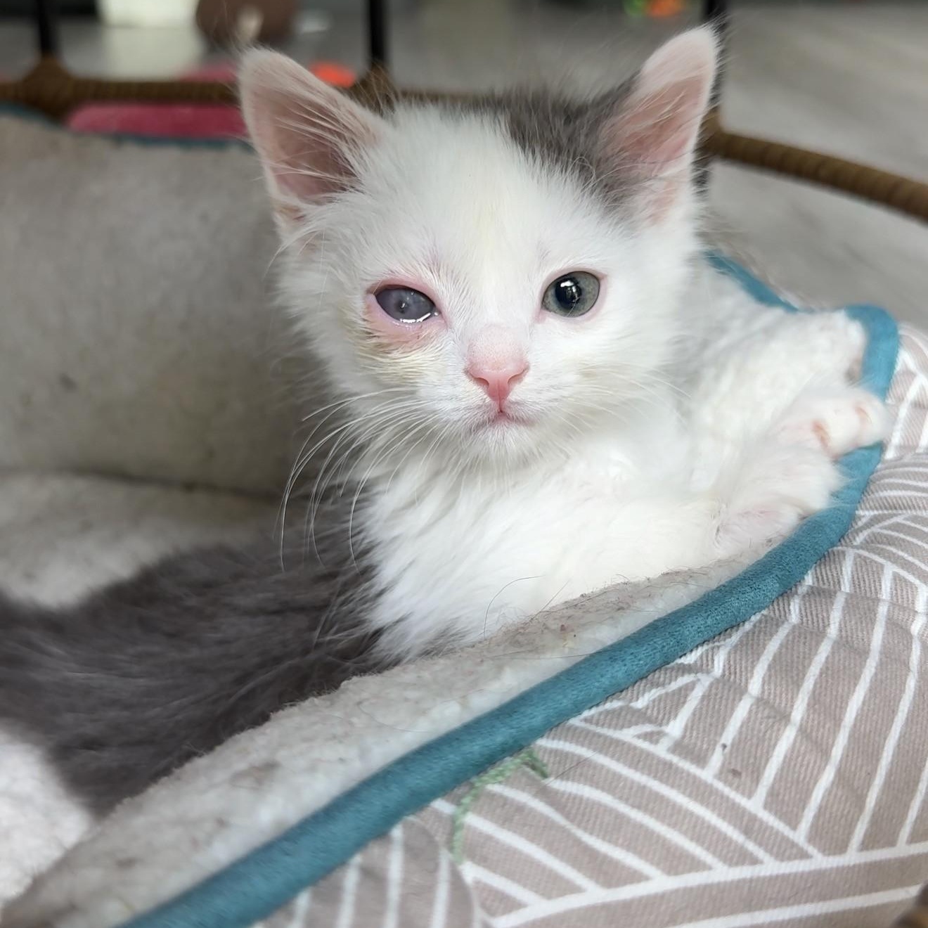 Enlarge Davy Jones, a Adopted Domestic Long Hair in Charlotte, NC image 5/6