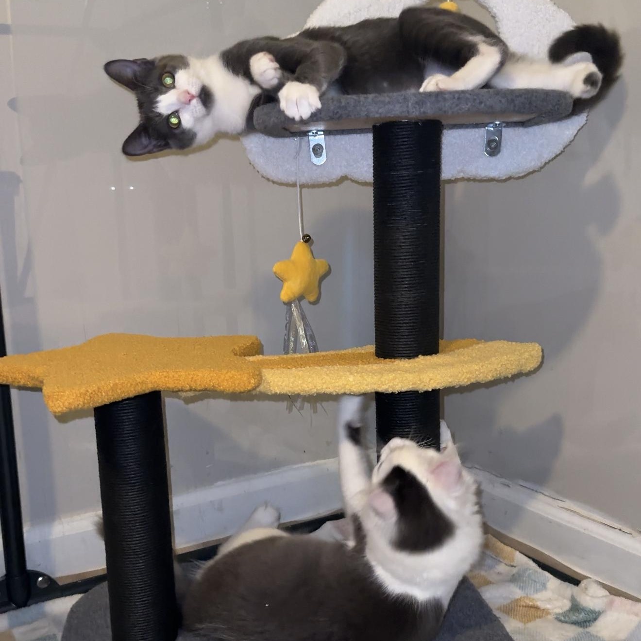 Enlarge Davy Jones, a Adopted Domestic Long Hair in Charlotte, NC image 3/6