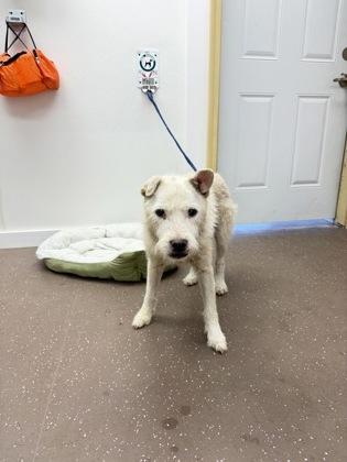 Enlarge Sawyer, a Adoptable mixed breed in South Bend, IN image 1/1