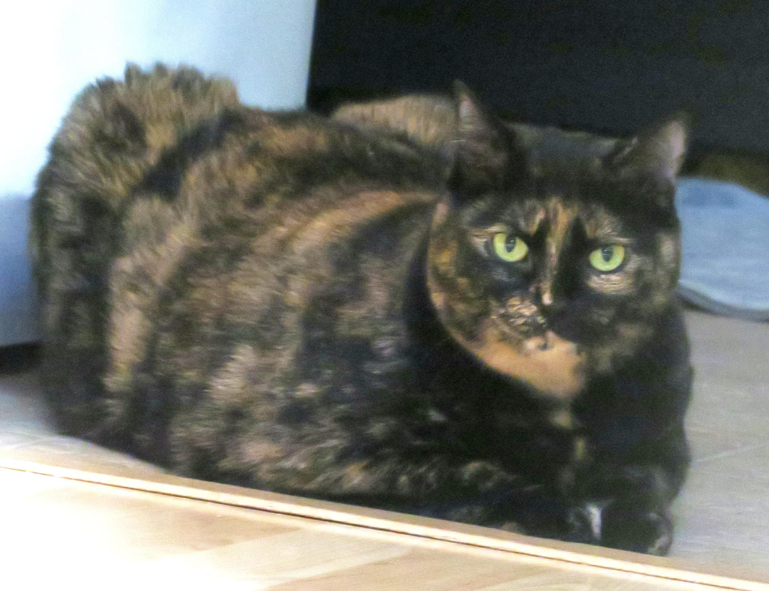 Enlarge Raleigh (Jelly Roll), a ADOPTABLE mixed breed in Bow, WA image 4/6