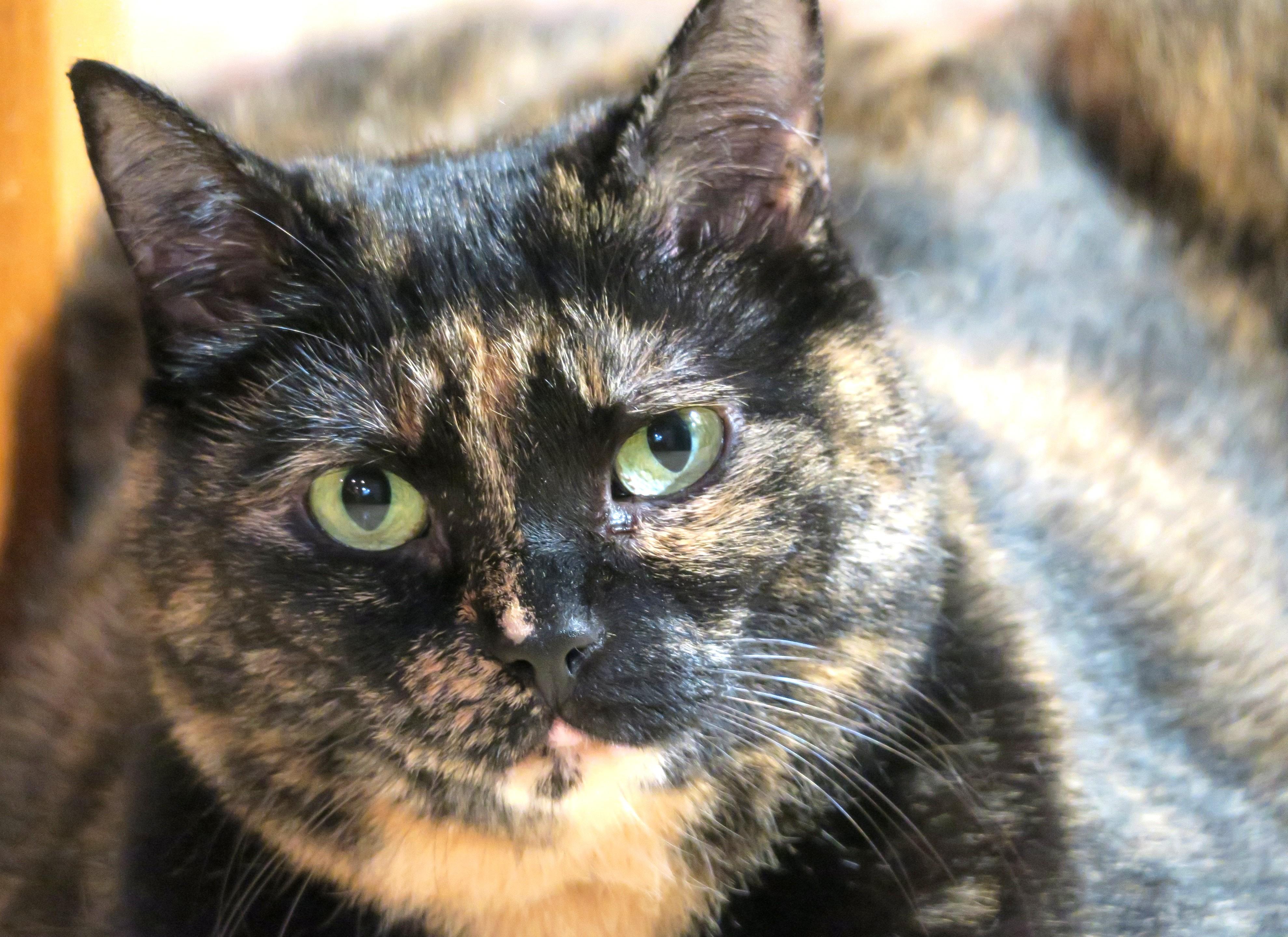 Raleigh (Jelly Roll), ADOPTABLE, Adult Female Tortoiseshell.