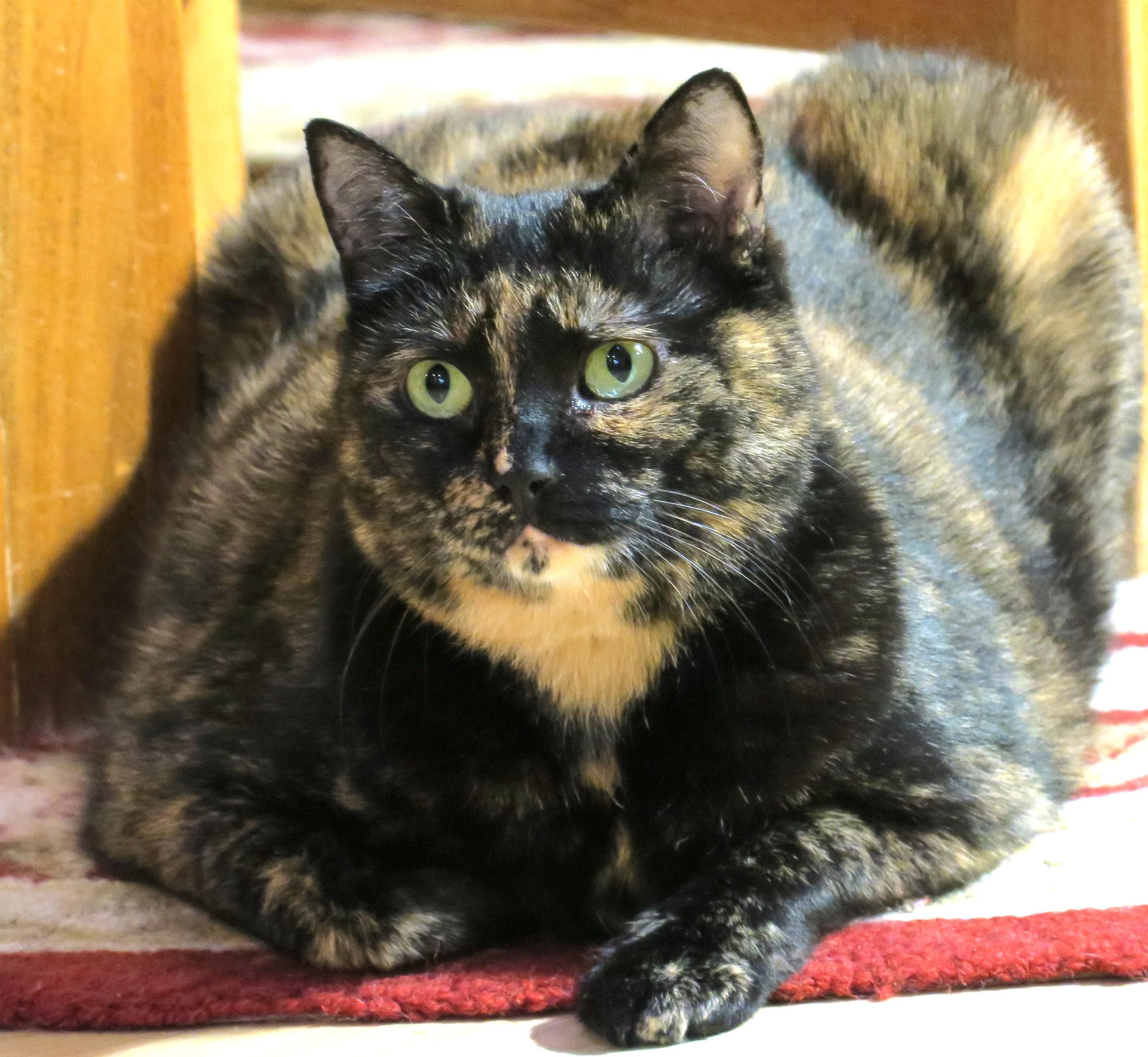 Enlarge Raleigh (Jelly Roll), a ADOPTABLE mixed breed in Bow, WA image 2/6