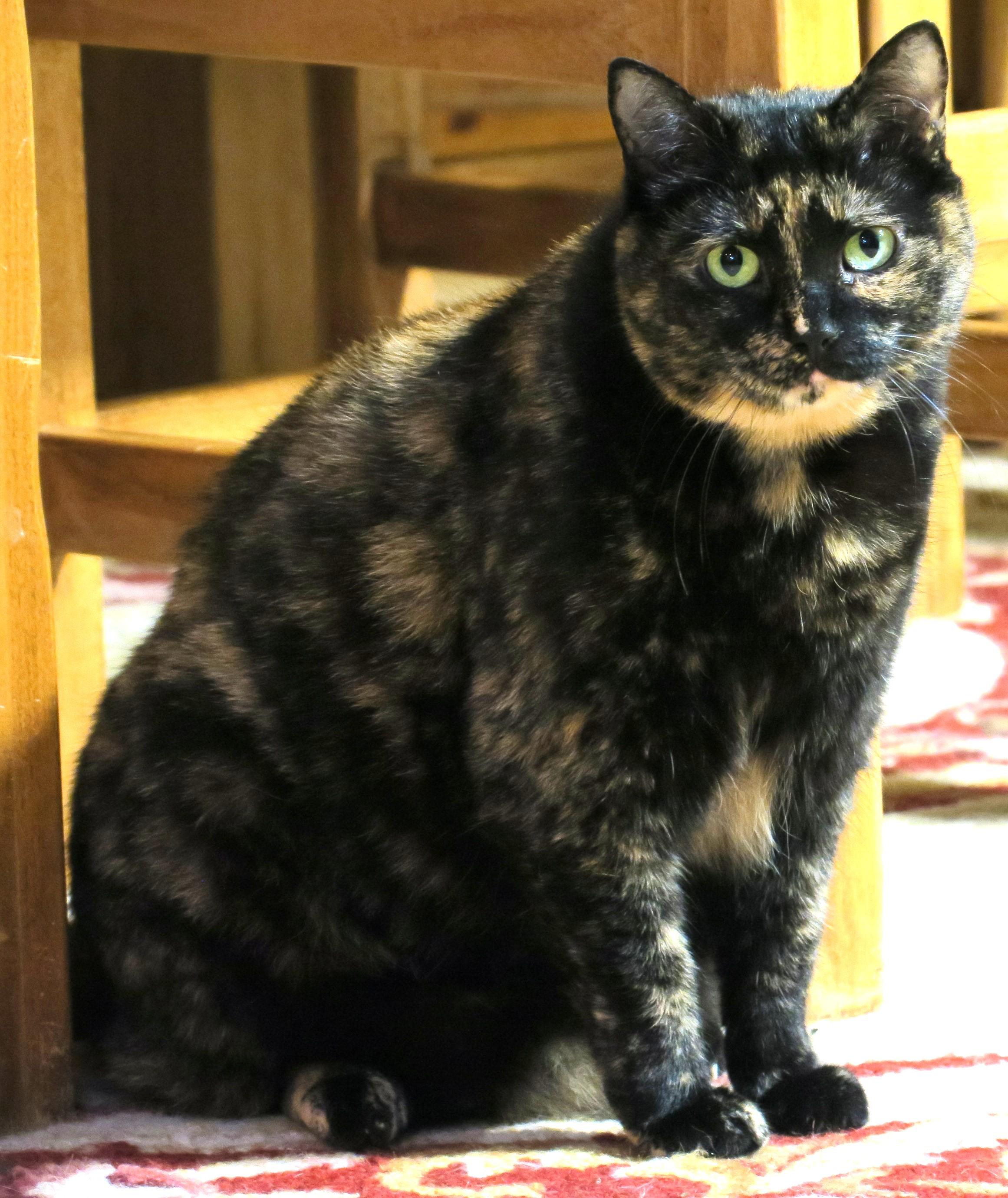 Enlarge Raleigh (Jelly Roll), a ADOPTABLE mixed breed in Bow, WA image 3/6