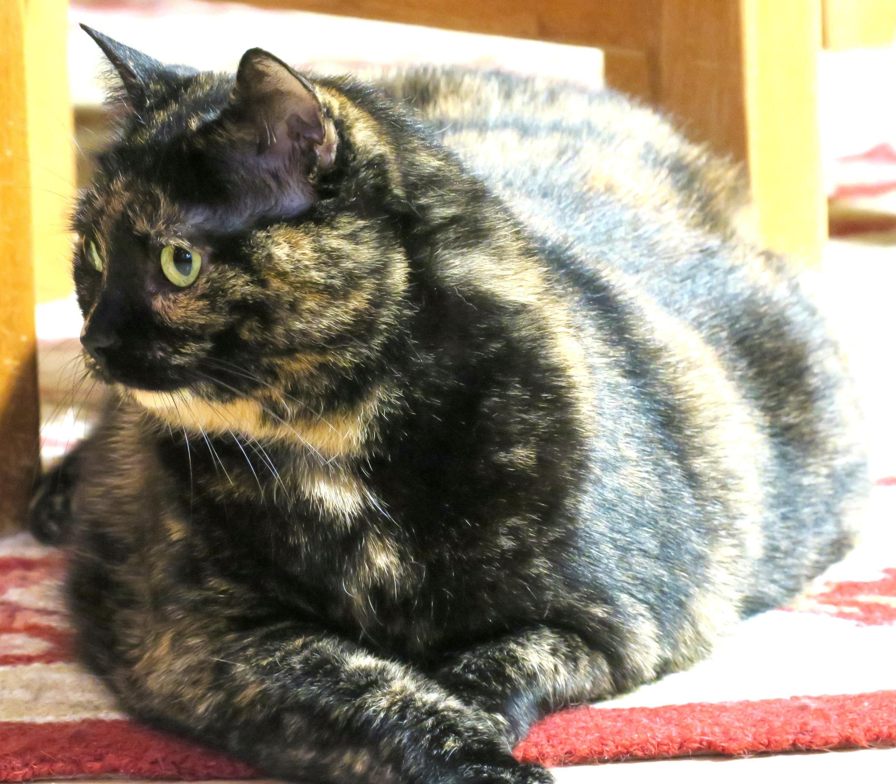 Enlarge Raleigh (Jelly Roll), a ADOPTABLE mixed breed in Bow, WA image 6/6