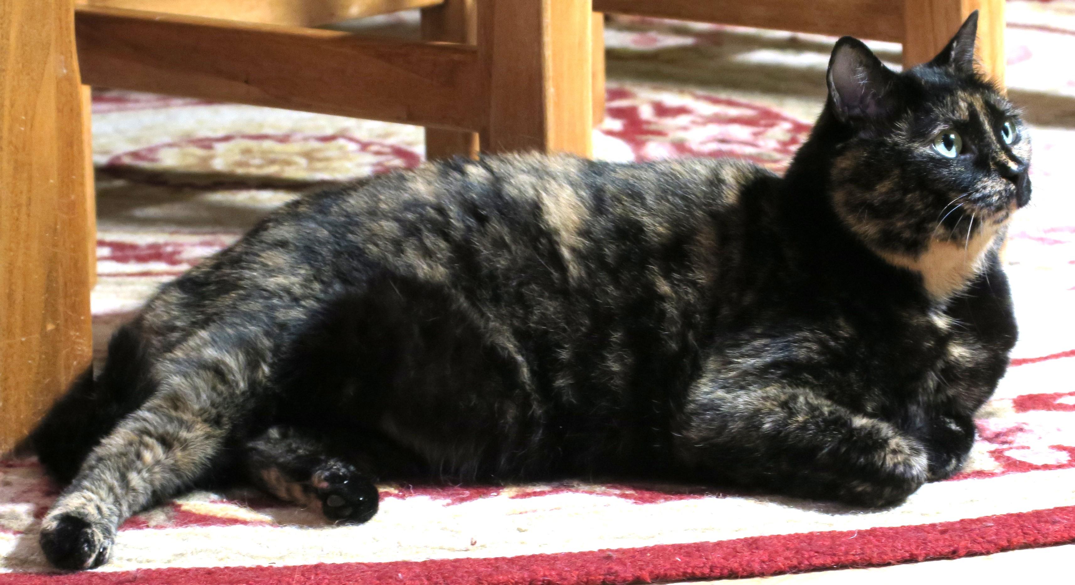 Enlarge Raleigh (Jelly Roll), a ADOPTABLE mixed breed in Bow, WA image 5/6