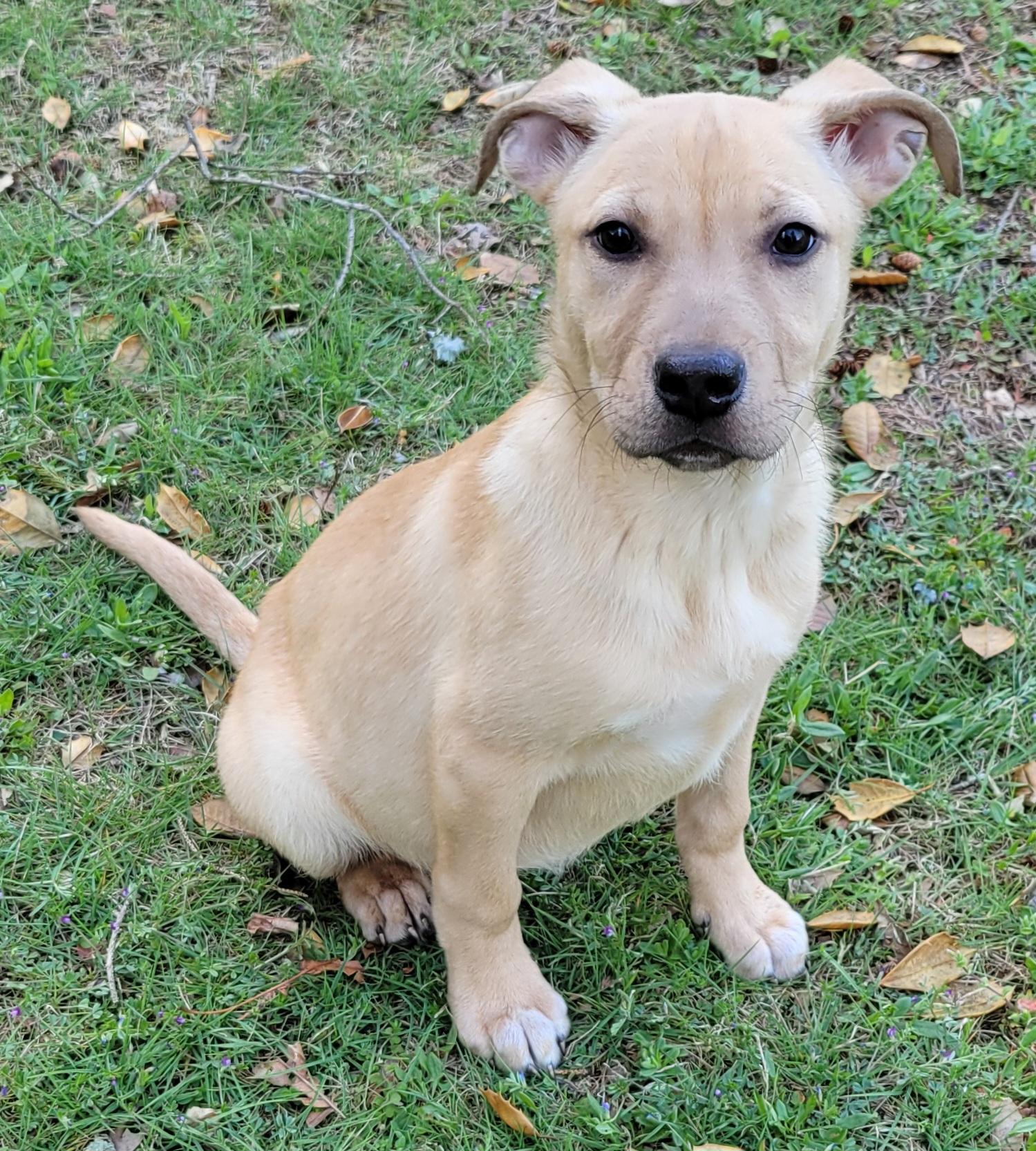 Enlarge Jellybean, an adopted mixed breed in Elwood, NJ image 4/5