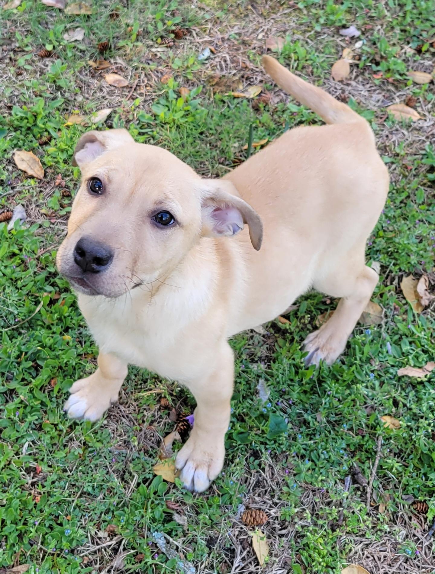 Enlarge Jellybean, an adopted mixed breed in Elwood, NJ image 2/5