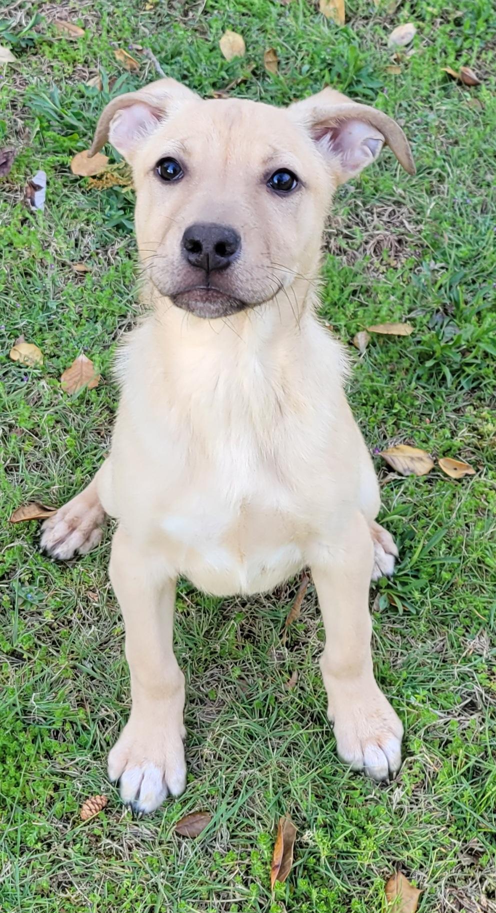 Enlarge Jellybean, an adopted mixed breed in Elwood, NJ image 3/5