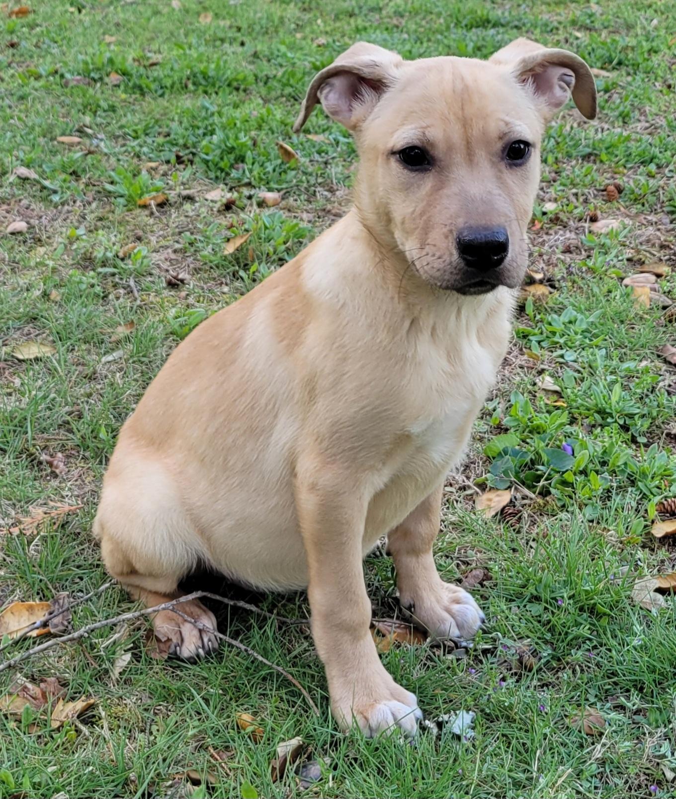 Enlarge Jellybean, an adopted mixed breed in Elwood, NJ image 1/5