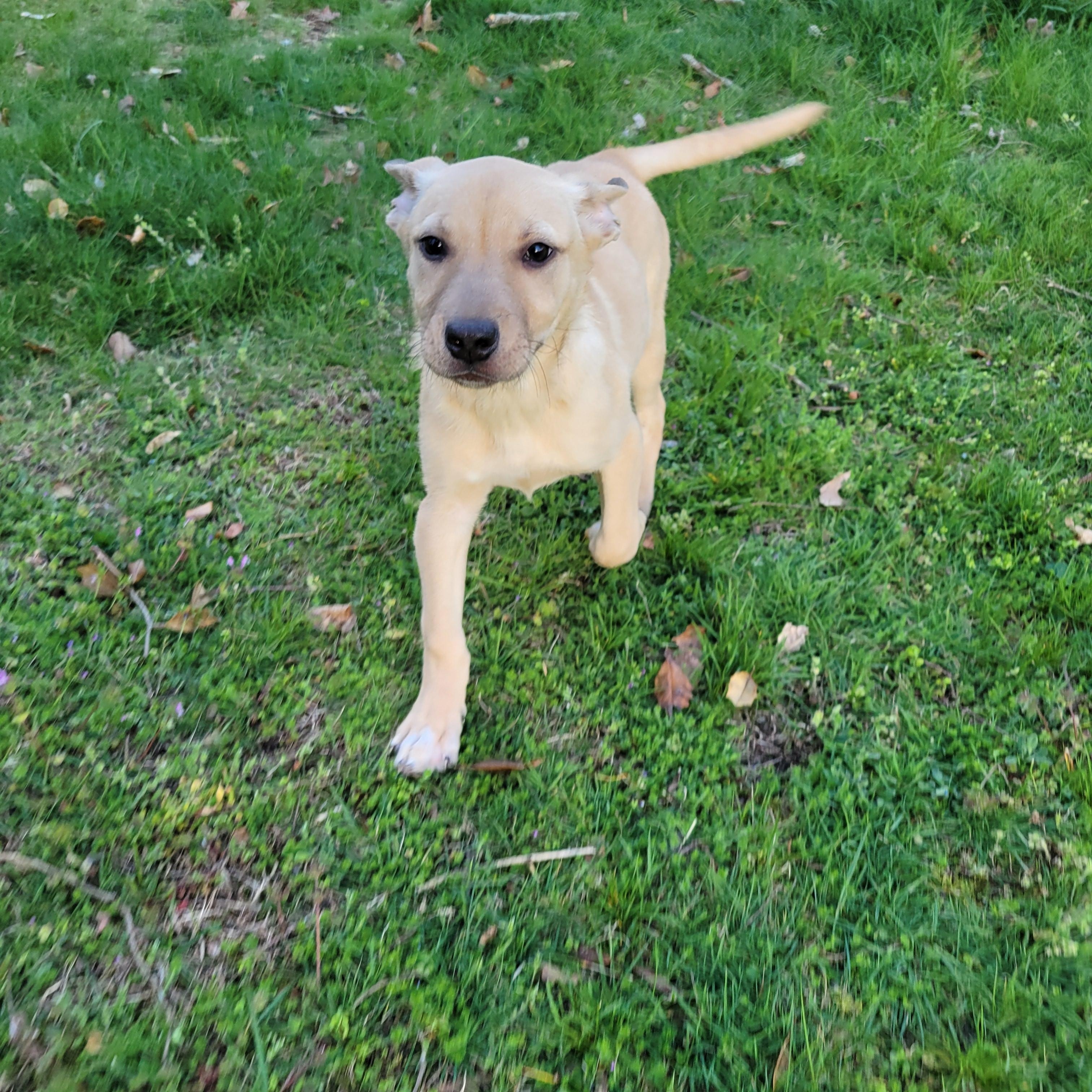 Enlarge Jellybean, an adopted mixed breed in Elwood, NJ image 5/5