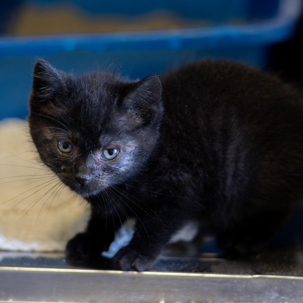 Enlarge Lucas, a Adoptable Domestic Short Hair in Wilmington, DE image 1/3