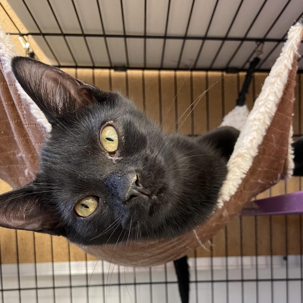 Enlarge Lucas, a Adoptable Domestic Short Hair in Wilmington, DE image 2/3