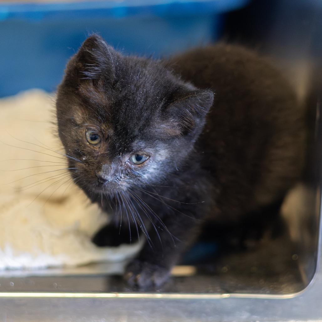 Enlarge Lucas, a Adoptable Domestic Short Hair in Wilmington, DE image 3/3