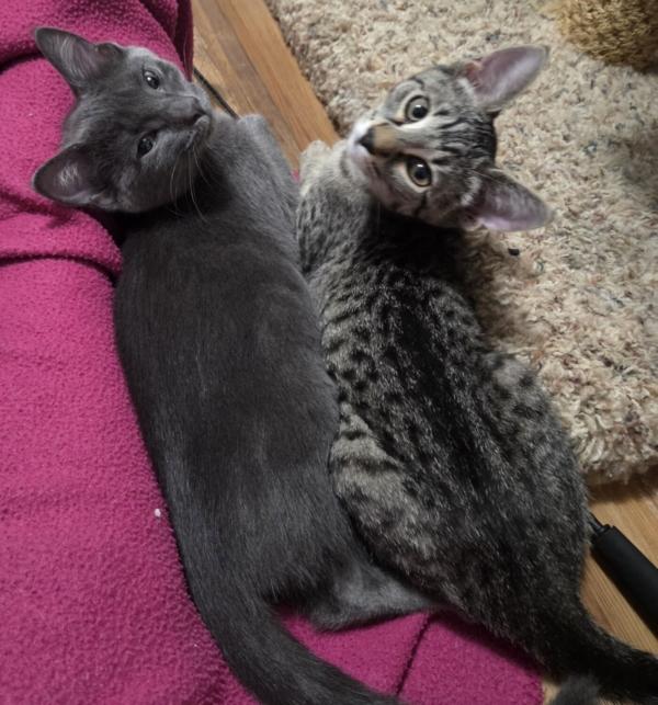 DELANEY & BLACK DAHLIA, a ADOPTABLE Domestic Short Hair in Campbellsport, WI image 1/2