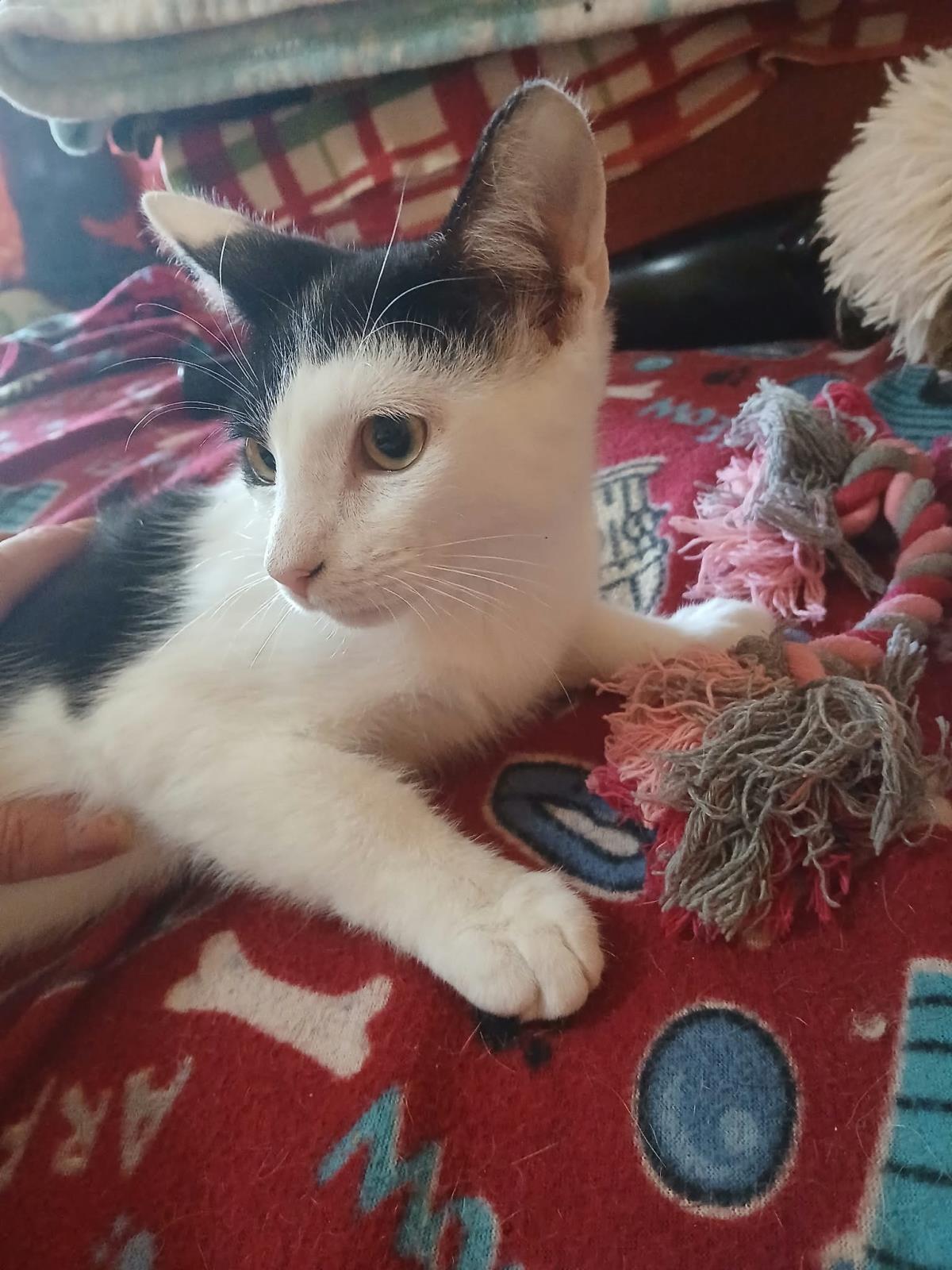 Sweetie Turner, Adoptable, Kitten Male Domestic Short Hair.