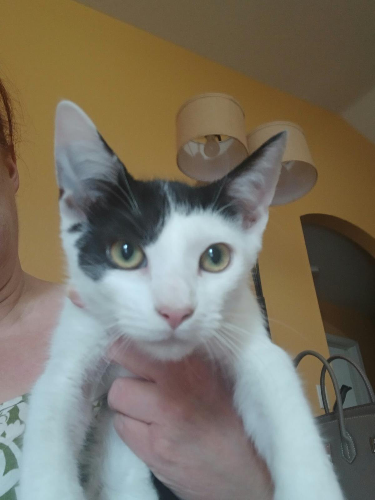 Enlarge Sweetie Turner, a Adoptable Domestic Short Hair in Chandler, AZ image 2/2