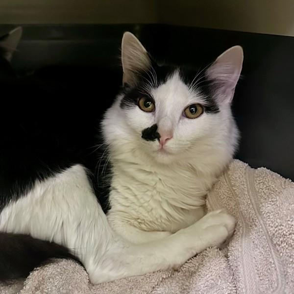 Pirate, Adoptable, Young Female Domestic Medium Hair.