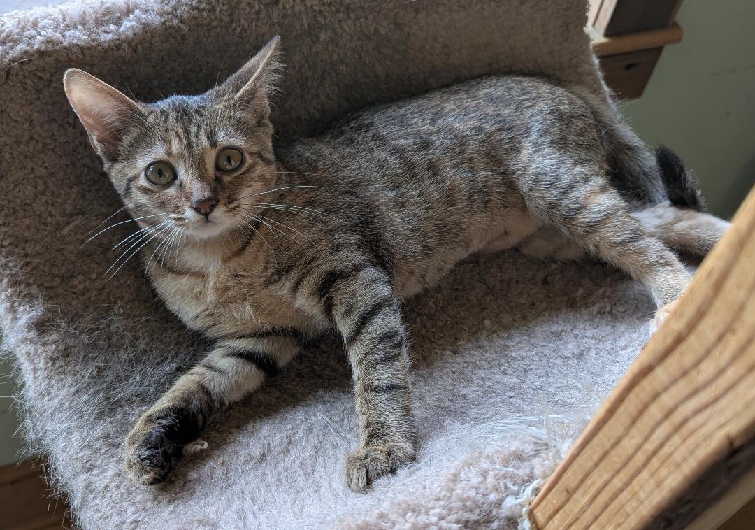 Honey, Adopted, Kitten Female Domestic Short Hair & Tabby.