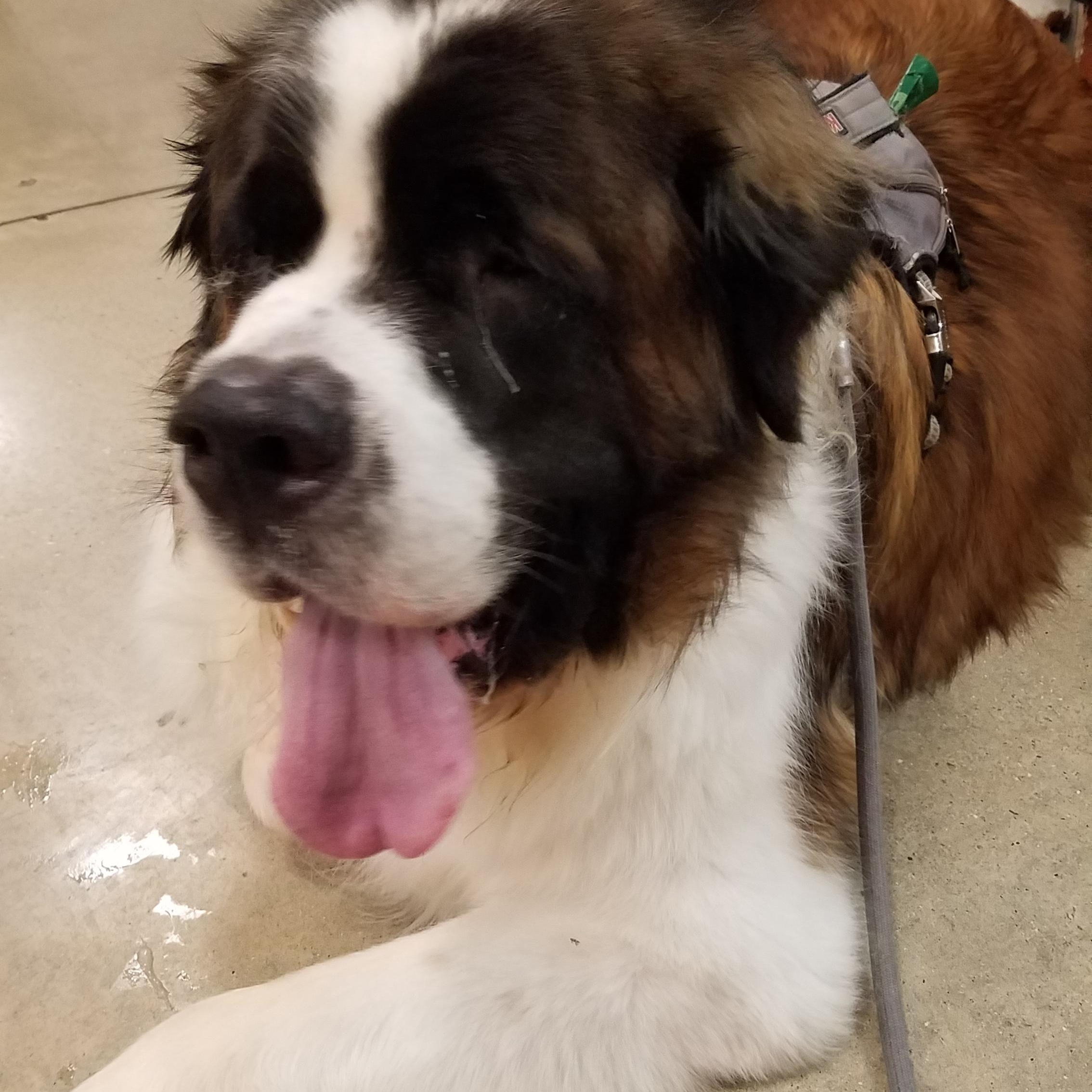 Enlarge Luka, a ADOPTABLE Saint Bernard in Wilmington, NC image 3/3