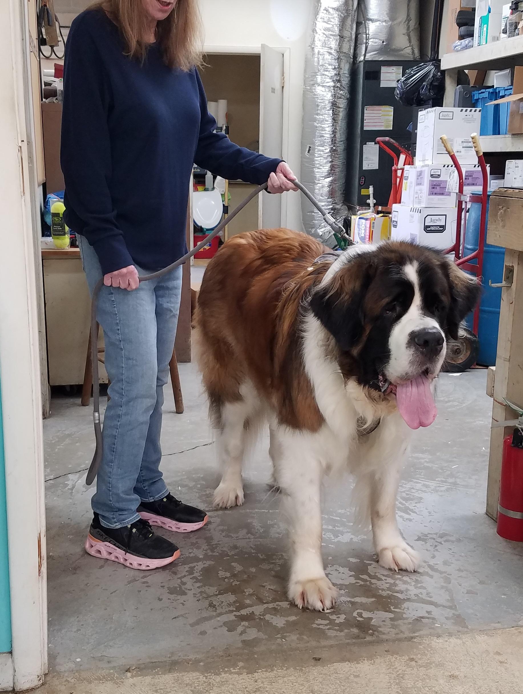 Enlarge Luka, a ADOPTABLE Saint Bernard in Wilmington, NC image 1/3