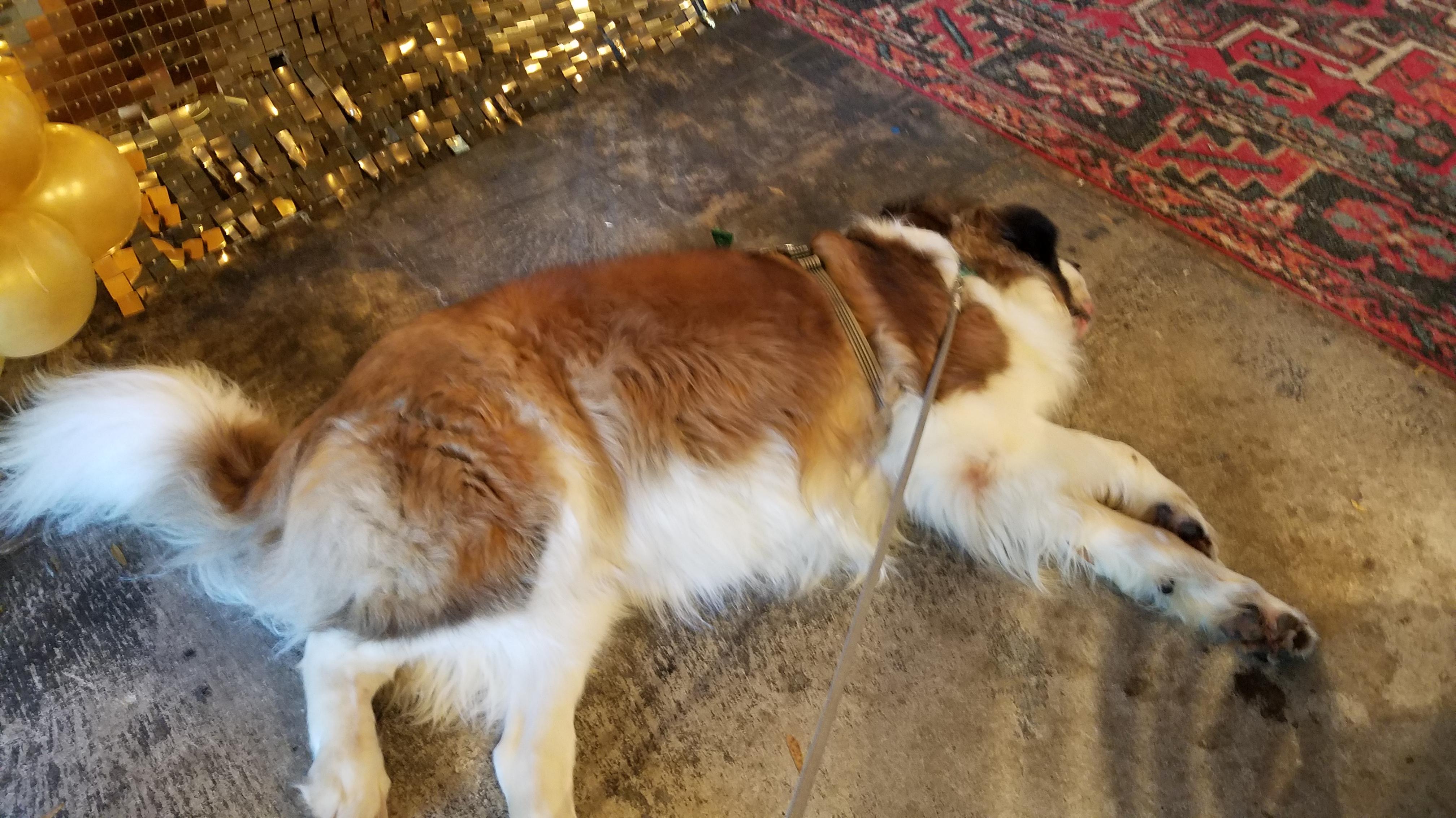 Enlarge Luka, a ADOPTABLE Saint Bernard in Wilmington, NC image 2/3