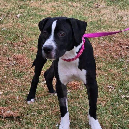 Lollie, Adoptable, Puppy Female Pit Bull Terrier.