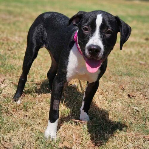 Enlarge Lollie, a Adoptable Pit Bull Terrier in Broken Arrow, OK image 2/6