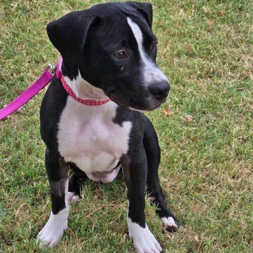 Enlarge Lollie, a Adoptable Pit Bull Terrier in Broken Arrow, OK image 3/6
