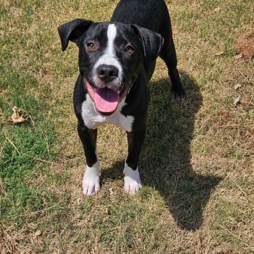 Enlarge Lollie, a Adoptable Pit Bull Terrier in Broken Arrow, OK image 4/6