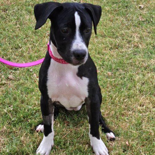 Enlarge Lollie, a Adoptable Pit Bull Terrier in Broken Arrow, OK image 5/6