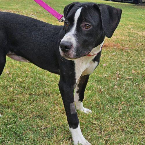 Enlarge Lollie, a Adoptable Pit Bull Terrier in Broken Arrow, OK image 6/6