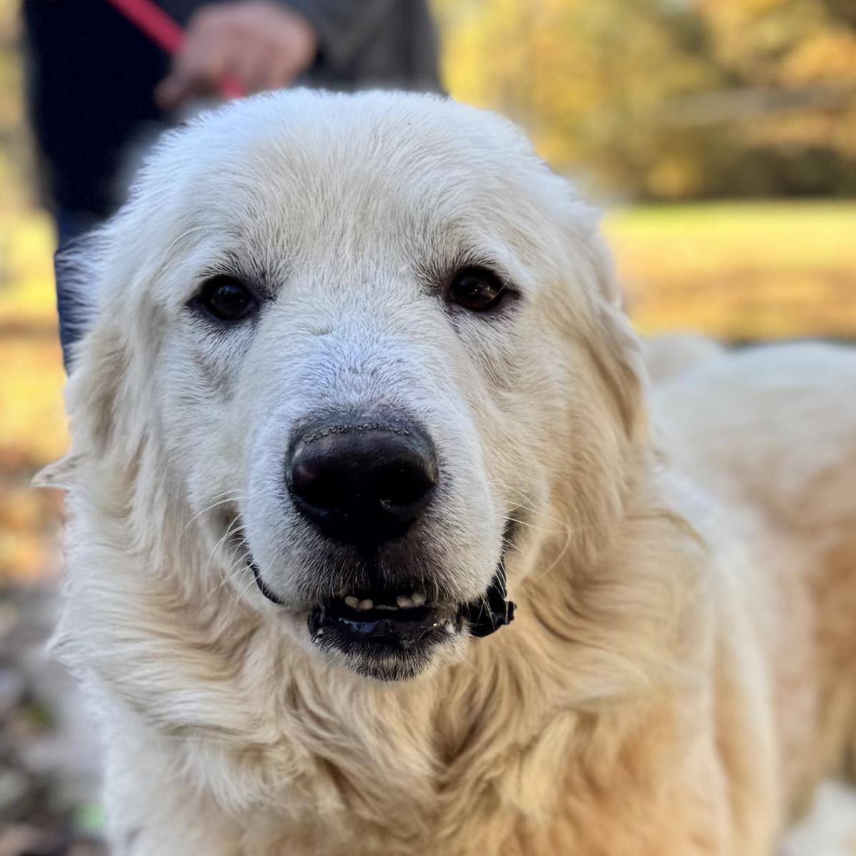 Enlarge Thomas, a Adoptable Great Pyrenees in Locust Fork, AL image 1/3