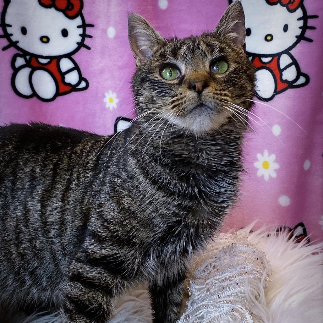 Pinky Bobtail, Adoptable, Adult Female Domestic Short Hair.