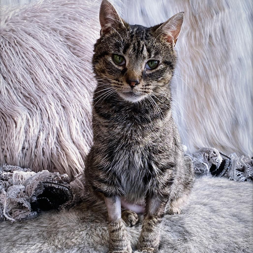 Enlarge Pinky Bobtail, a Adoptable Domestic Short Hair in Huntsville, AL image 2/6