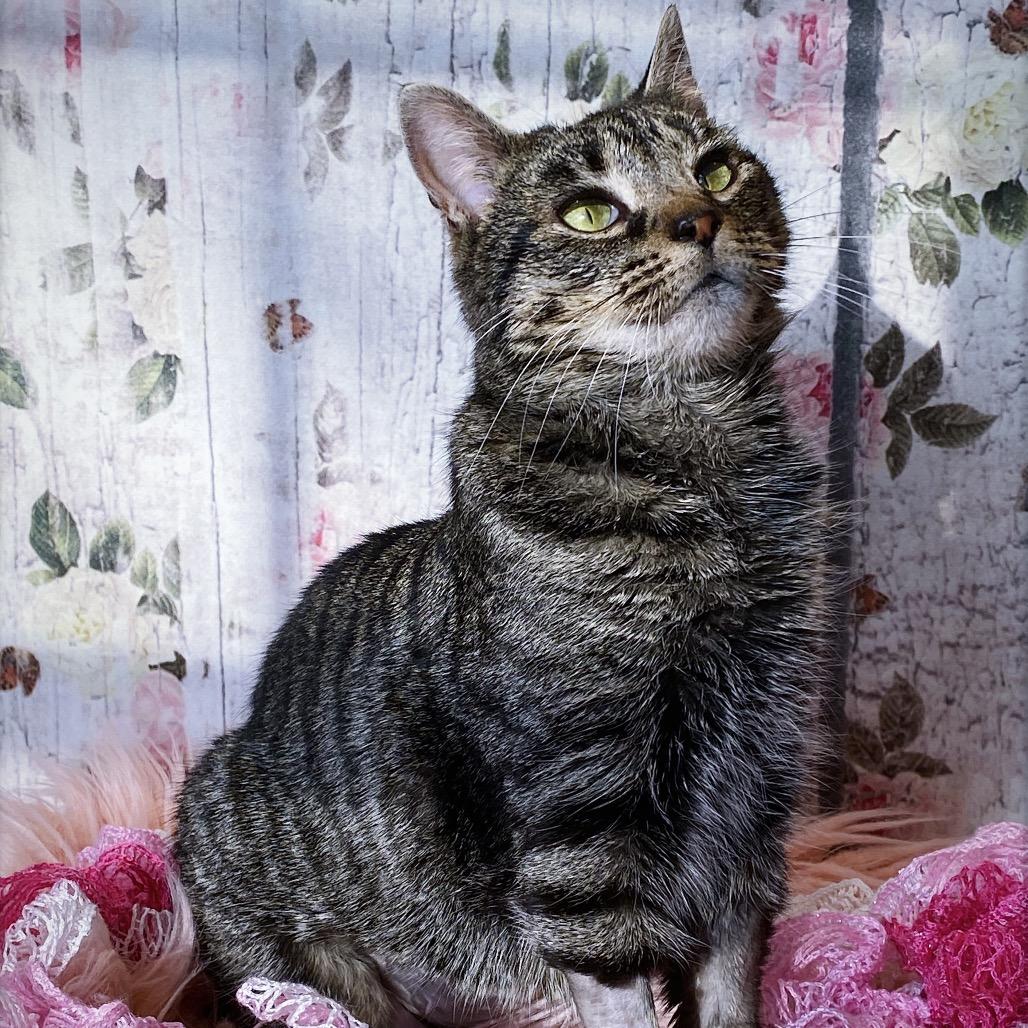 Enlarge Pinky Bobtail, a Adoptable Domestic Short Hair in Huntsville, AL image 5/6