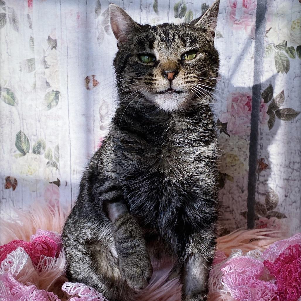 Enlarge Pinky Bobtail, a Adoptable Domestic Short Hair in Huntsville, AL image 6/6