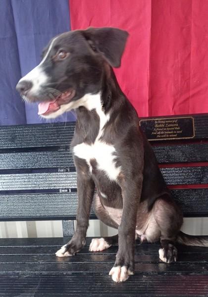 Shasta, Adoptable, Puppy Female Mixed Breed & Mixed Breed.