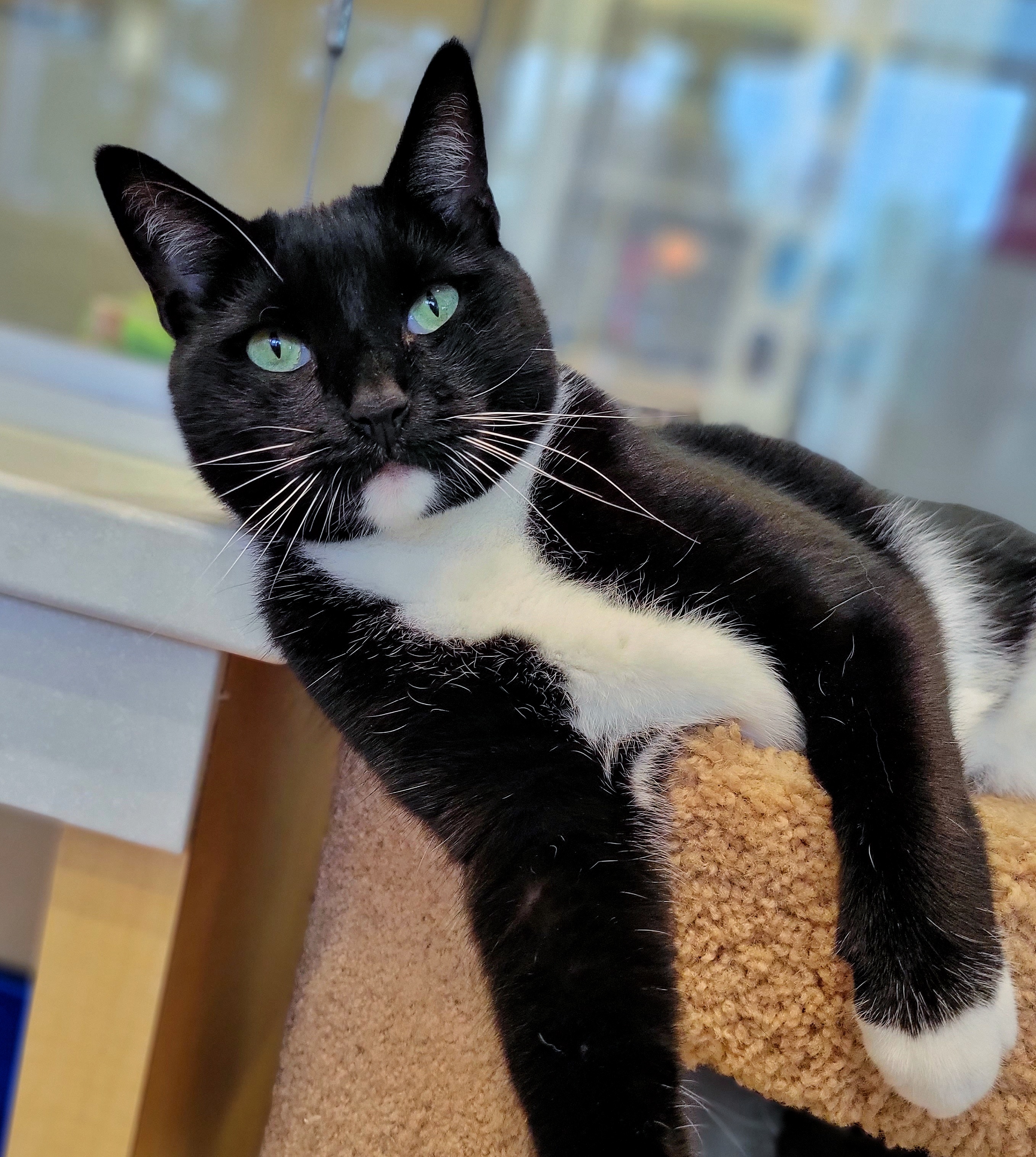 0-263 Simba, a Adoptable mixed breed in Amityville, NY image 1/6