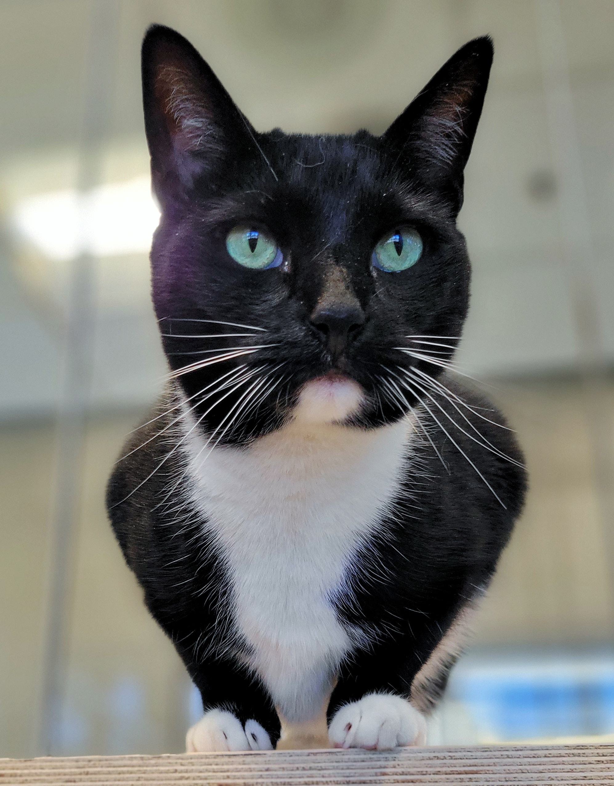 0-263 Simba, a Adoptable mixed breed in Amityville, NY image 2/6